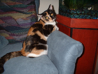 Marla T. Cat
