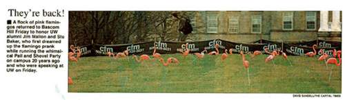 They're Back Pink Flamingos on Bascom Hill